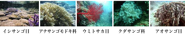 採捕が禁止されている造礁さんご類
